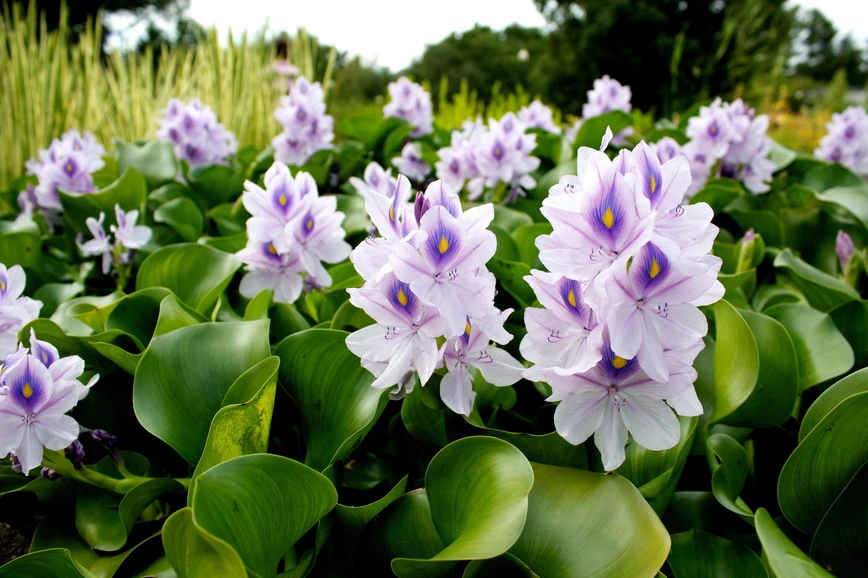 Water Hyacinth (Eichhornia crassipes) Water Hyacinth (Eichhornia crassipes)