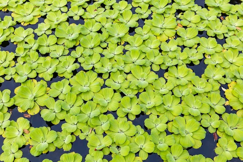 Water Lettuce (Pistia stratiotes) Water Lettuce (Pistia stratiotes)