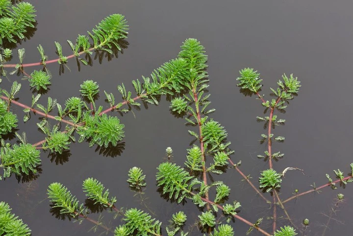 Parrot's Feather (Myriophyllum aquaticum) Parrot's Feather (Myriophyllum aquaticum)