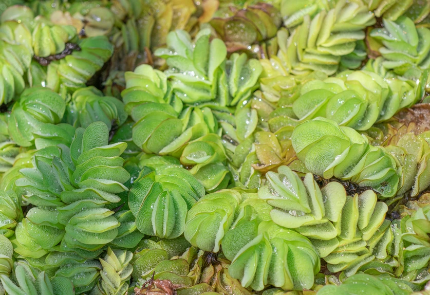 Kariba Weed / Giant Salvinia (Salvinia molesta) Kariba Weed / Giant Salvinia (Salvinia molesta)